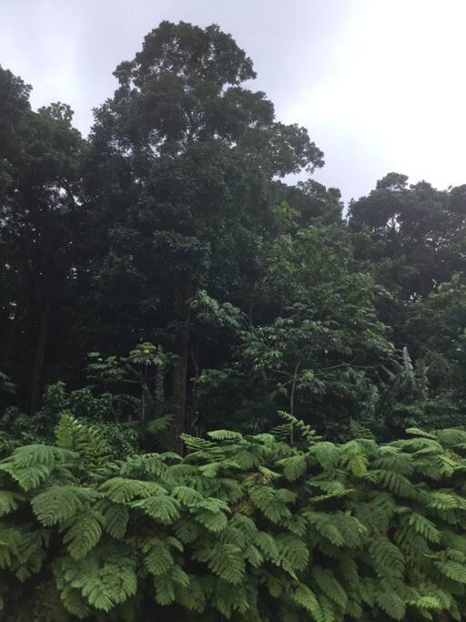 Les Lucioles 1 Beau T2 En Foret Tropicale Avec Acces Piscine Saint-Joseph Dış mekan fotoğraf